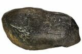 Fossil Whale Ear Bone - Miocene #109258-1